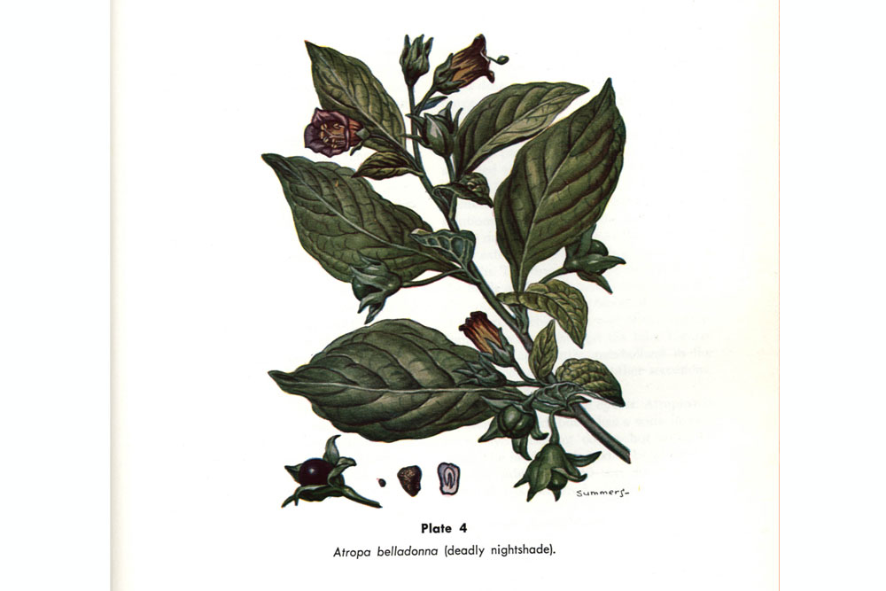 Atropa Belladonna from 1969 Pharmacology in Nursing text.