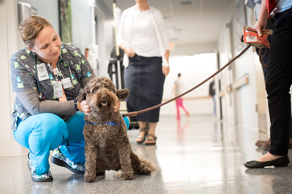 Kenny, the UVA School of Nursing's official therapy dog, visits with a nurse at the UVA Medical Center