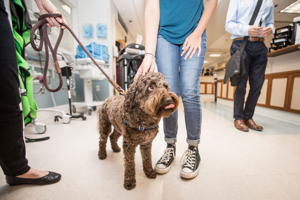 Kenny, the UVA School of Nursing's official therapy dog, visits a nursing station at the UVA Medical Center