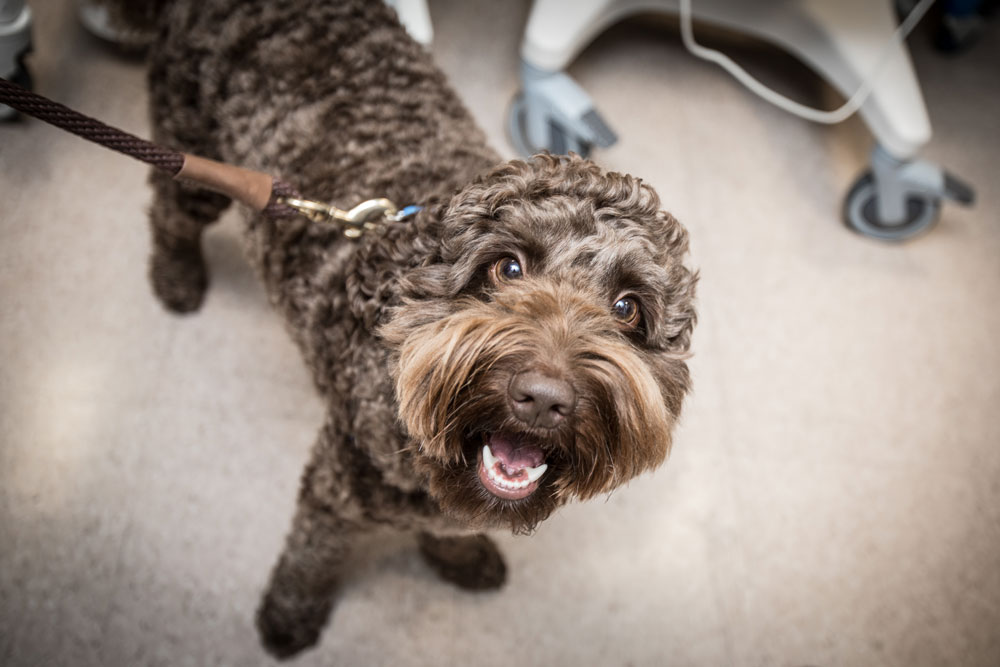 Kenny, the UVA School of Nursing's official therapy dog, looks up at the camera