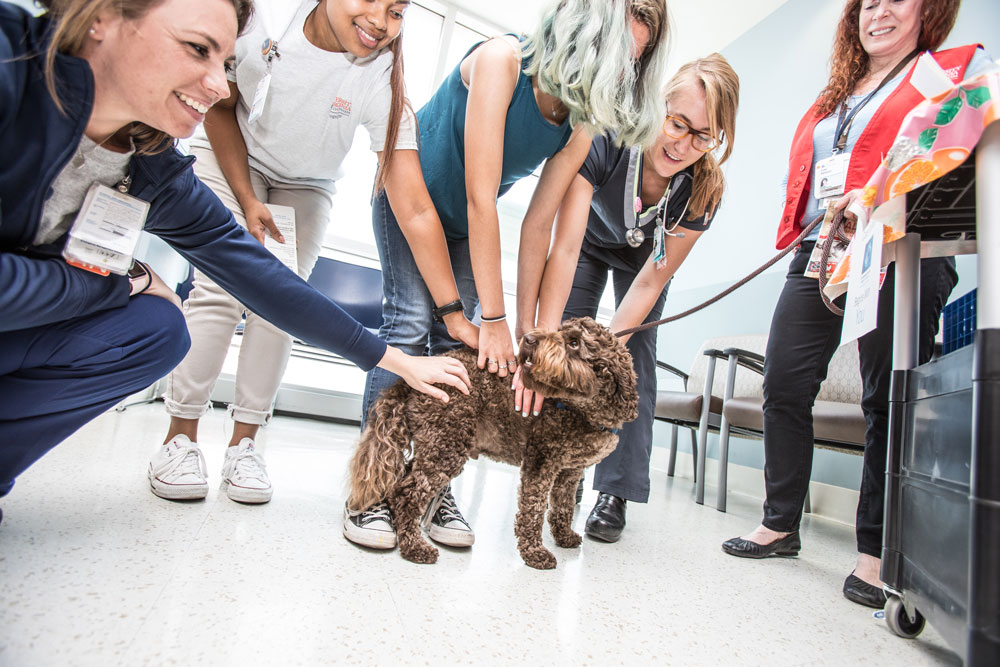 Kenny, the UVA School of Nursing's official therapy dog, visits the UVA Medical Center