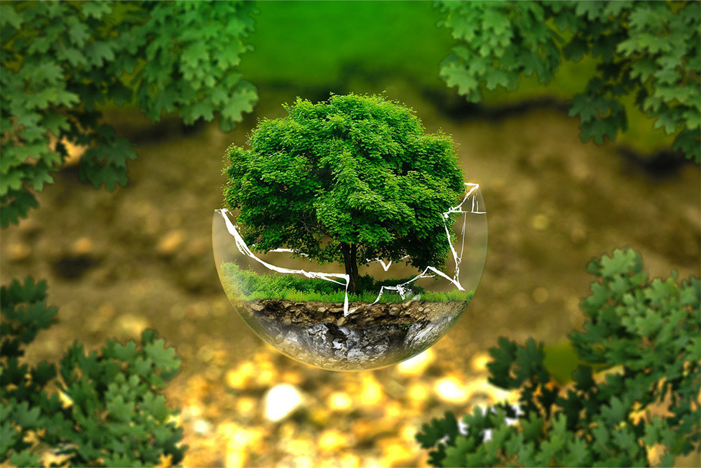 An image of a small tree in a broken glass, environmental fragility.