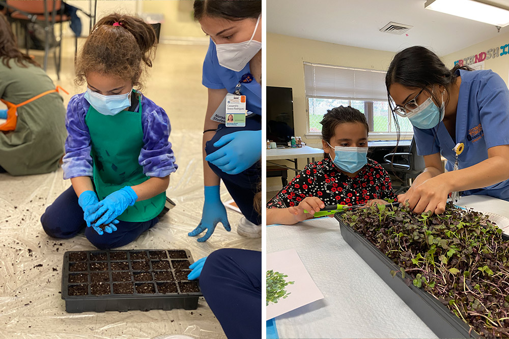 a before and after of the radish and beet micro greens the kids grew and harvested