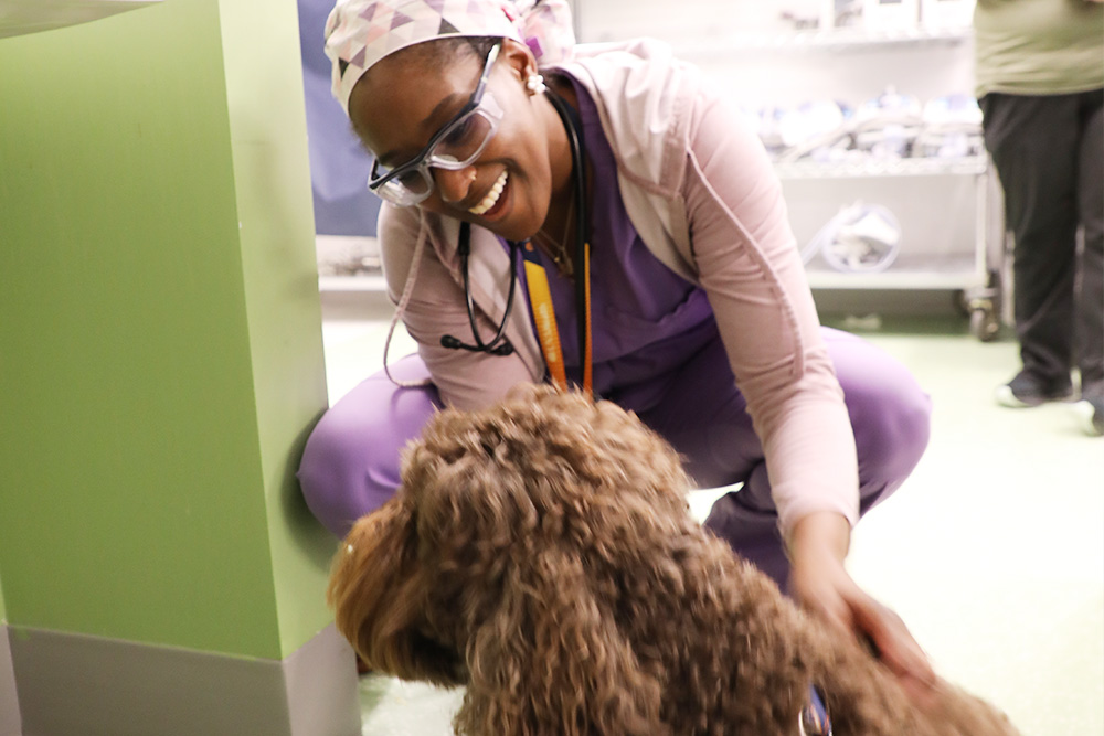 A happy PACU nurse enjoys the CCI cart and kenny the therapy dog