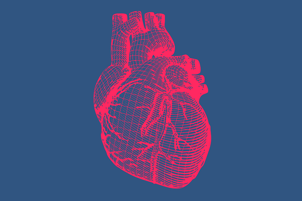 An anatomical rendering of a red heart