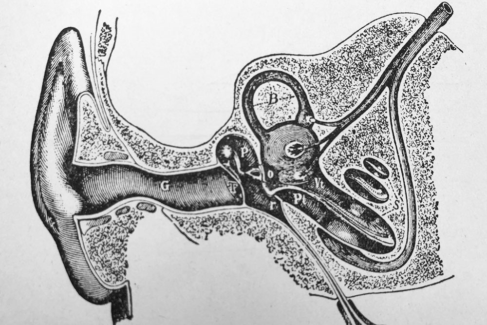 A diagram of the physiological structures of the inner ear